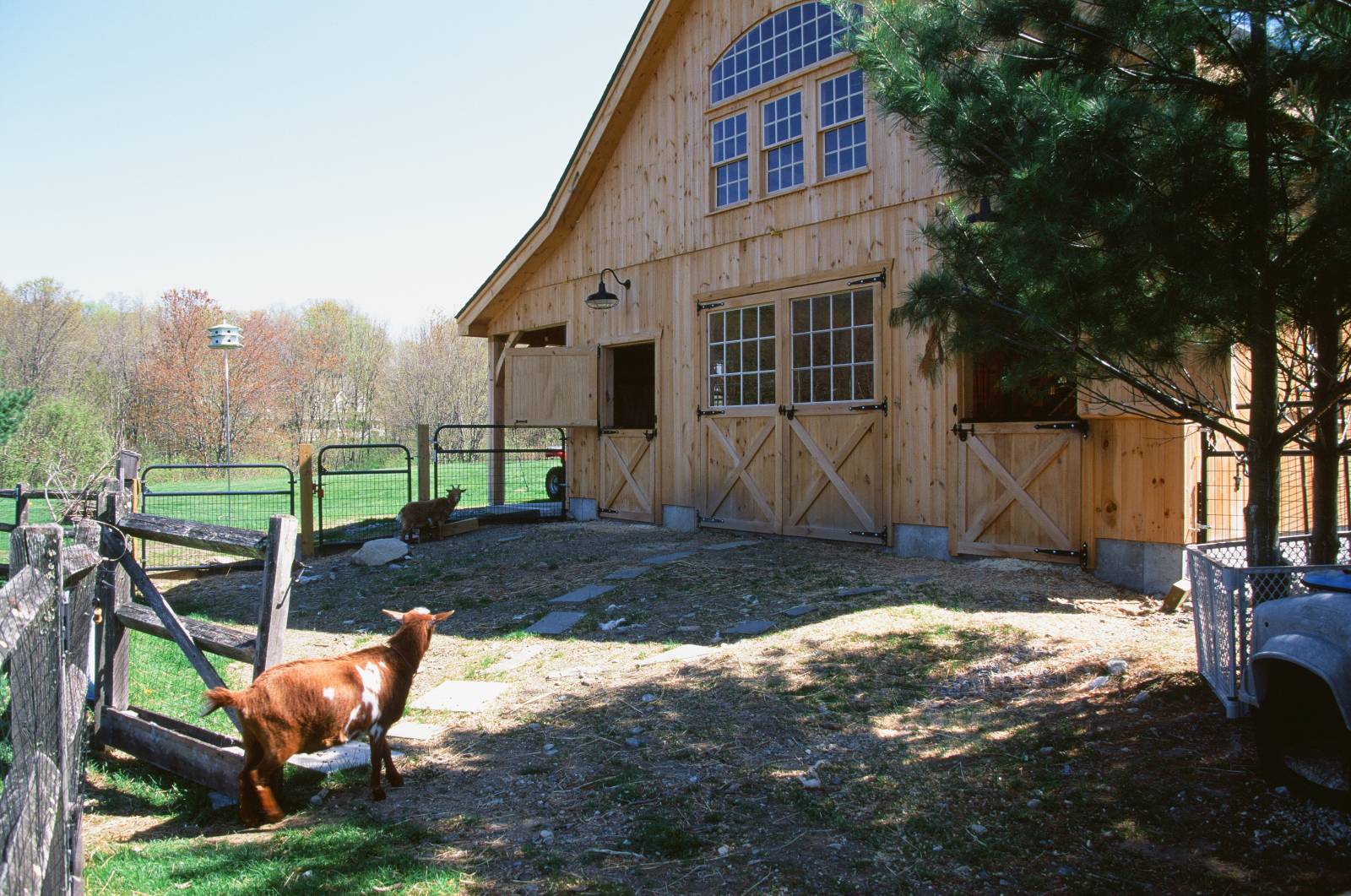 Animals on the farm behind the barn