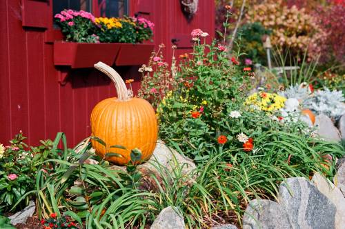 Garden Surrounding the Shed