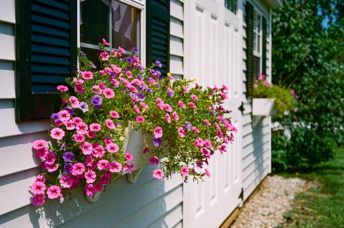 Flowerbox overflowing with flowers