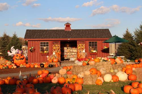 Variety of pumpkins & gourds