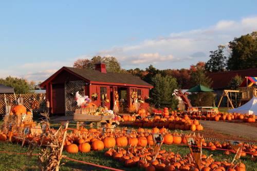 Pumpkins galore!