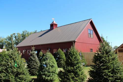 Christmas trees frame the barn in the background