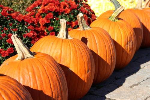 Pumpkins lined up