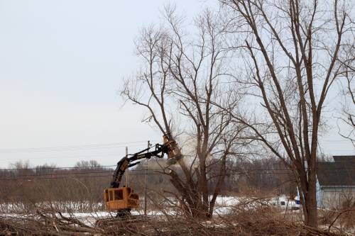 Logging machine in action...