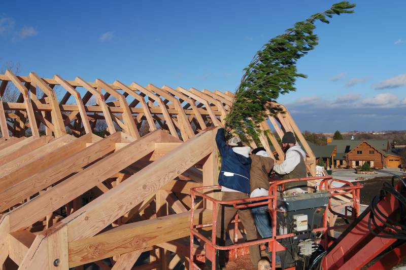 Timber framers attach the pine bough to the frame as a symbol of respect for the forest and good luck to all those who enter the new barn