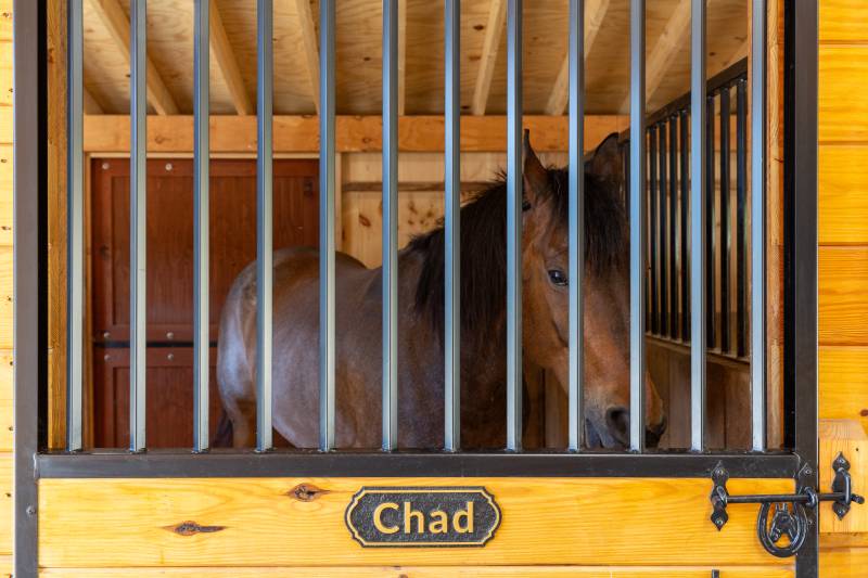 Chad in his stall