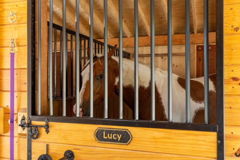 Lucy in her stall