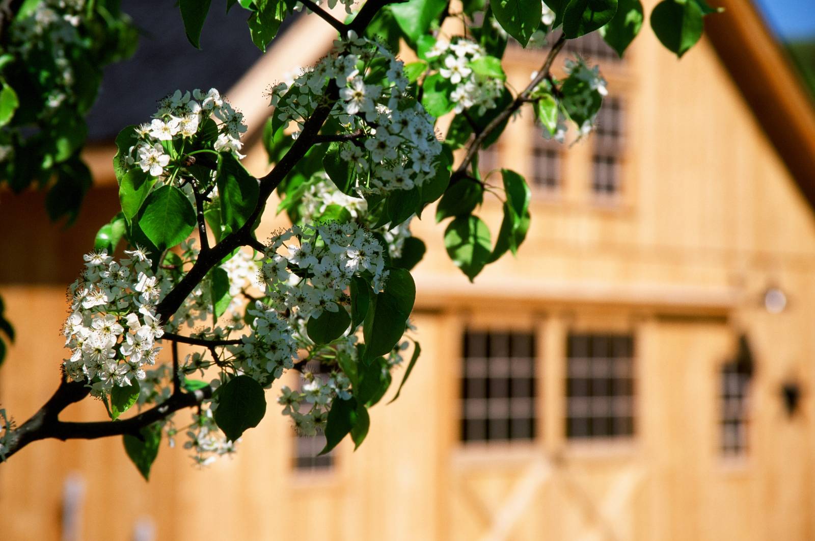 Spring blooms in front of the barn